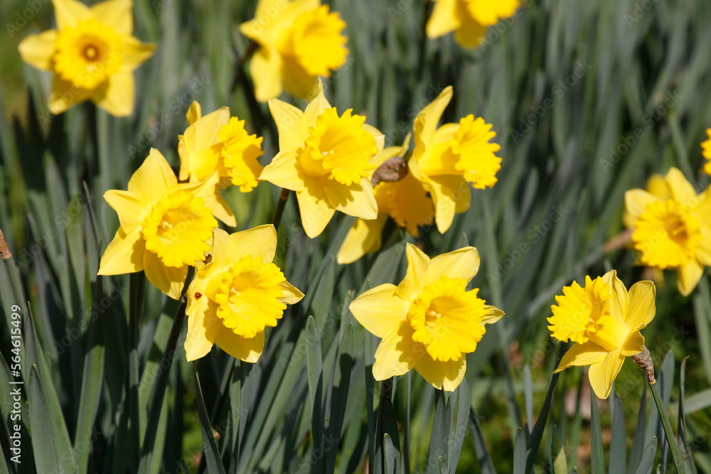 Gelbe Narzissen, Narzissenblüte (Narcissus Pseudonarcissus), Deutschland Gelbe Narzissen, Narzissenblüte (Narcissus Pseudonarcissus), Deutschland