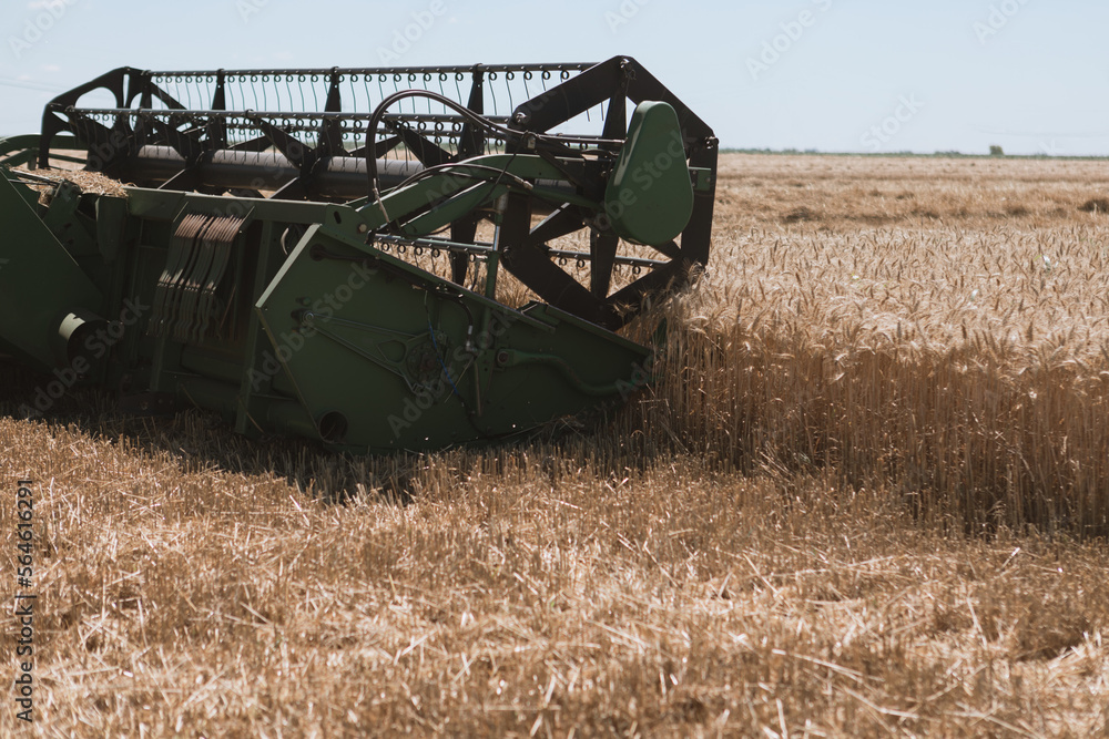 Fototapeta premium Big combine harvesting wheat in a field