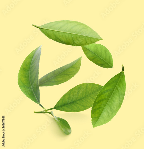 Beautiful fresh green citrus leaves falling on pale yellow background © New Africa