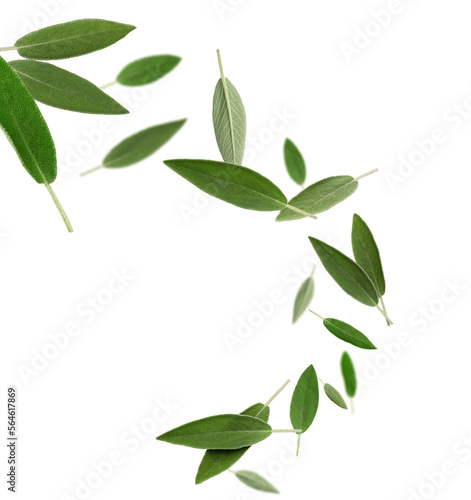 Fresh sage leaves falling on white background