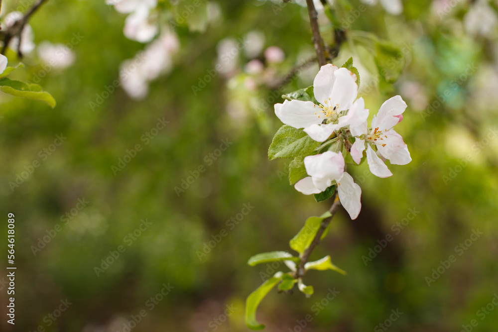 apple branch of a flowering tree. tree in bloom