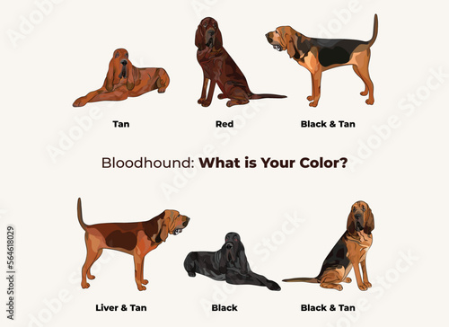 Bloodhound dog colors. Cute dogs characters in various poses, design for print, adorable and cute cartoon vector set, in different poses. Popular colors. Dog Drawing collection set.