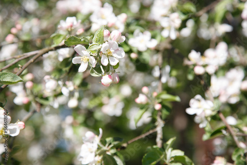 Blossoming branch of an apple tree on a background of foliage.