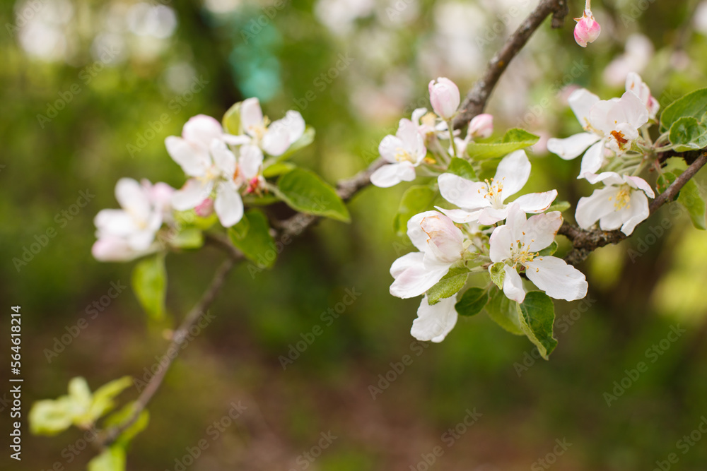 apple branch of a flowering tree. tree in bloom