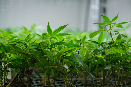 Close-up Cannabis  marijuana  plants in the germination phase growing in a greenhouse.