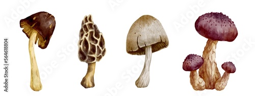 Set of watercolor toadstools.Wild forest plants.