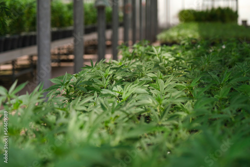 Commercial hemp farming in a greenhouse. Industrial Cannabis, marijuana, plants grown in a greenhouse cultivation