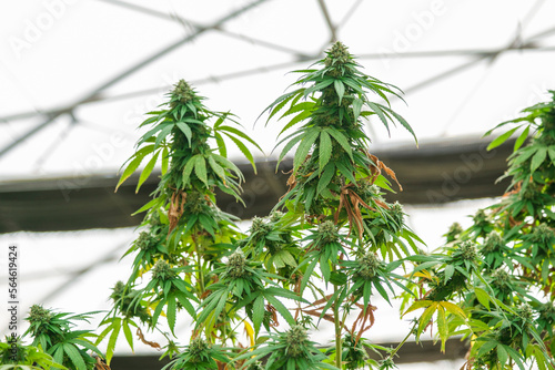 Big cannabis flower buds that are drying into a commercial hemp farming greenhouse. Medical Cannabis, marijuana plants grown in a greenhouse cultivation.