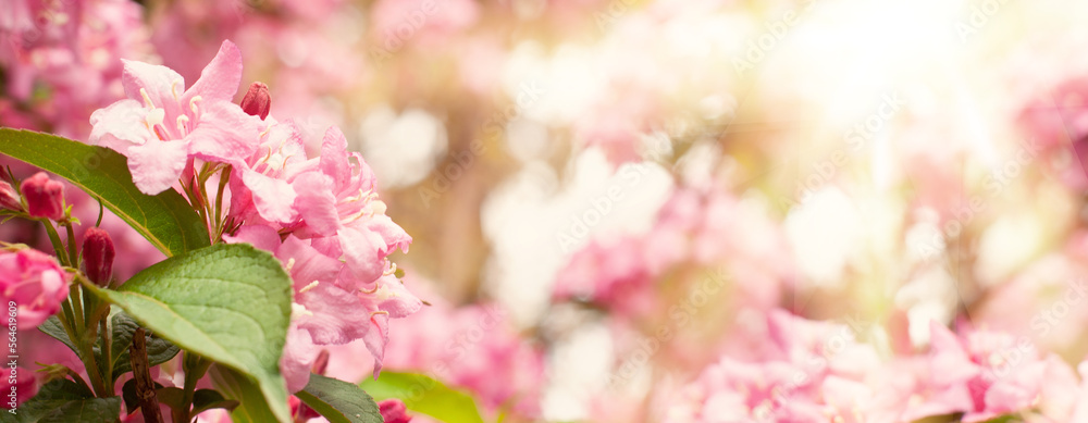 Romantic japanese soft pink natural sakura flowers outdoors. Fresh morning sunny bokeh light background - obrazy, fototapety, plakaty 