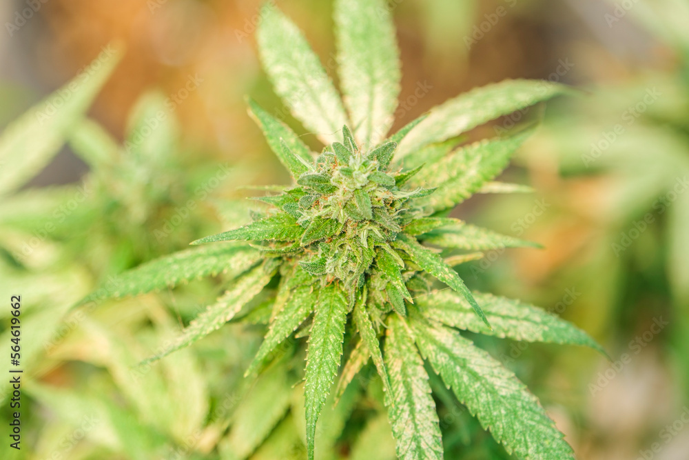 Close-up of a big cannabis flower bud into a commercial hemp farming greenhouse. Industrial Cannabis, marijuana, plants grown in a greenhouse cultivation Close-up of a big cannabis flower bud into a commercial hemp farming greenhouse. Industrial Cannabis, marijuana, plants grown in a greenhouse cultivation
