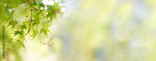 Green background border with leaves, bokeh and sun light