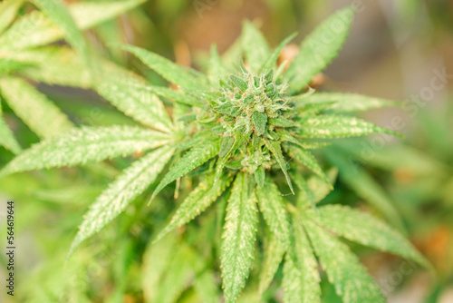 Photography Close-up of a big cannabis flower bud into a commercial hemp farming greenhouse