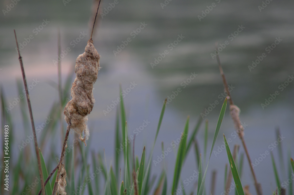 reeds in the water reeds in the water