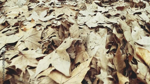 walking by the autumn leaves