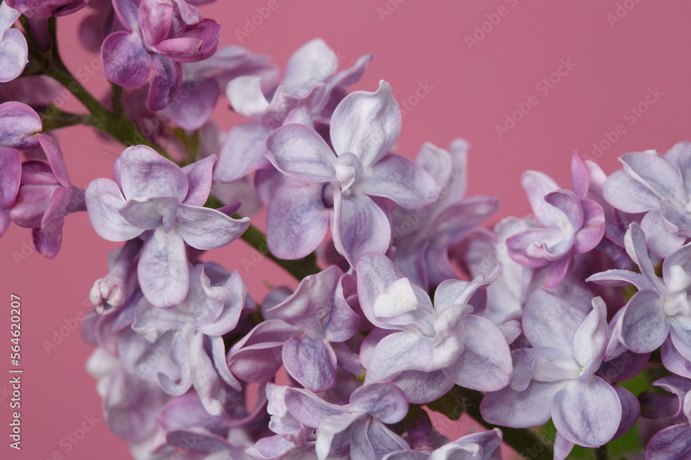 A bunch of lilacs in gentle purple color isolated on a green background.
