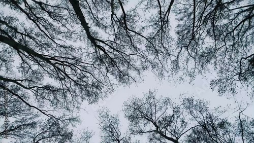 spinning around the top of some deciduous trees
