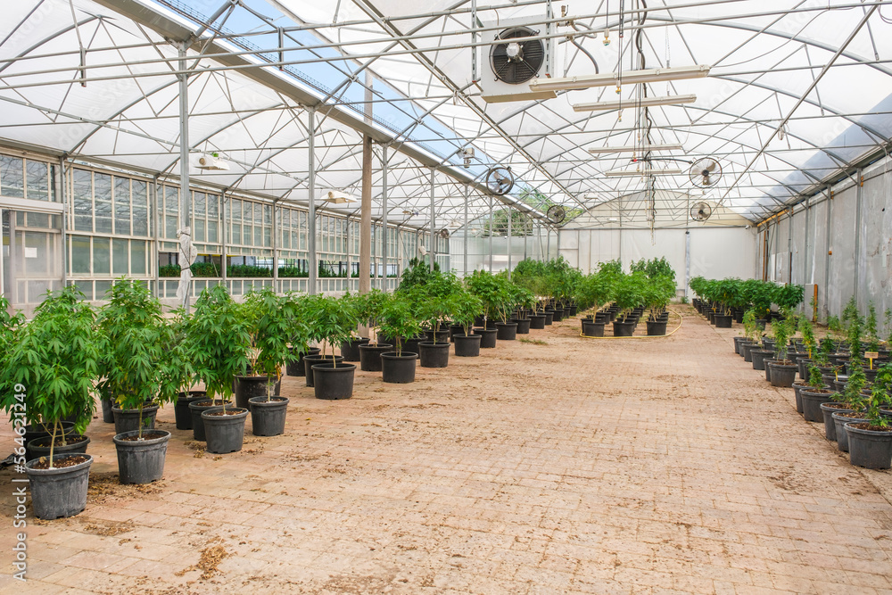 Commercial hemp farming in a greenhouse. Industrial Cannabis, marijuana, plants in the germination phase growing in a greenhouse