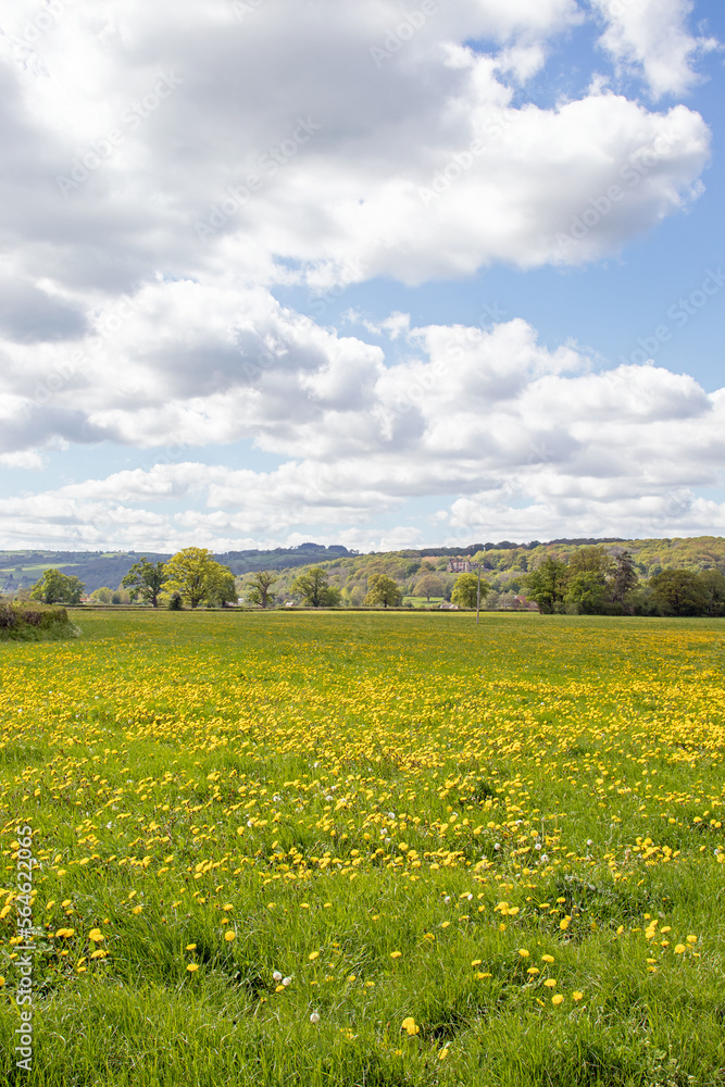 Dandelions in a summertime field.