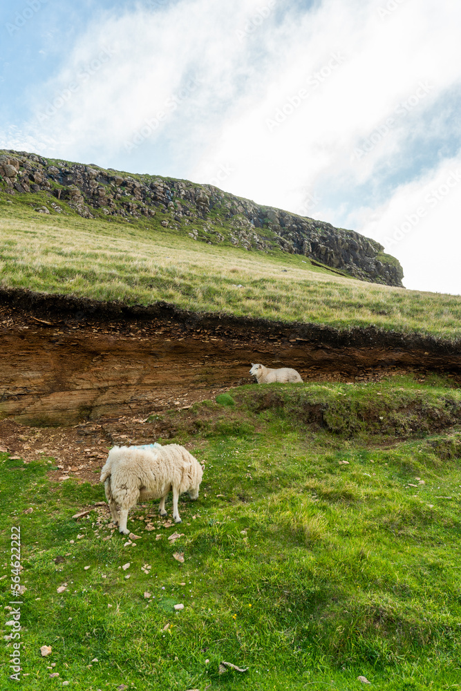 Fototapeta premium Sheep is sheltered from the rain under a natural wall.