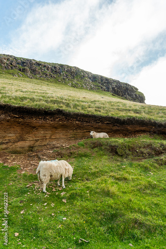 Sheep is sheltered from the rain under a natural wall.