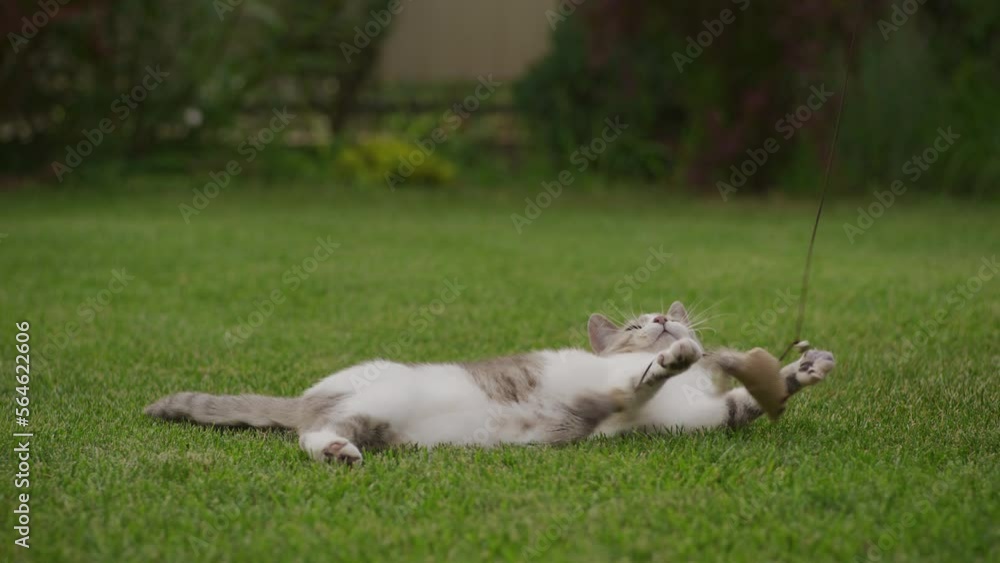 White tabby domestic short hair cat hunter playing with a toy in the garden White tabby domestic short hair cat hunter playing with a toy in the garden
