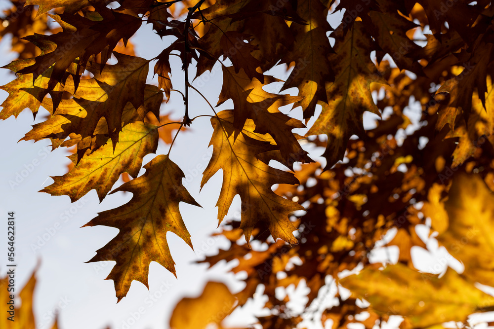 Orange dry oak foliage in the autumn season Orange dry oak foliage in the autumn season