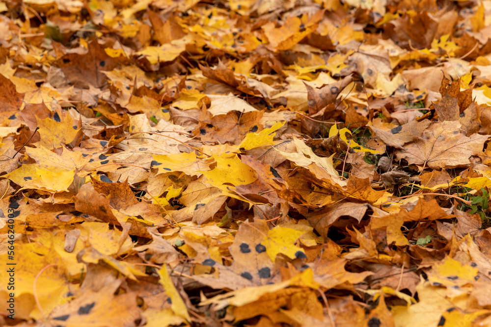 Orange maple foliage on the ground during leaf fall Orange maple foliage on the ground during leaf fall