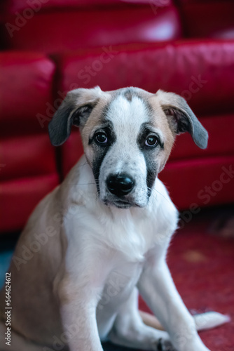 piccolo cane in posa