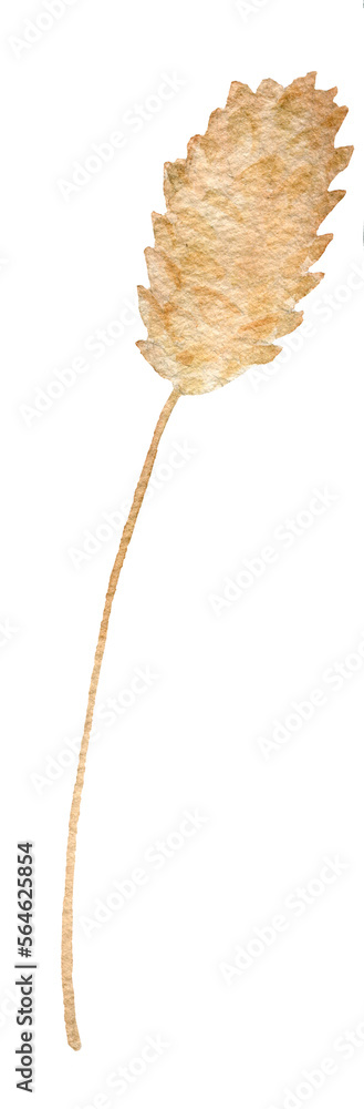 Fototapeta premium Watercolor pampas grass rustic Hand drawn