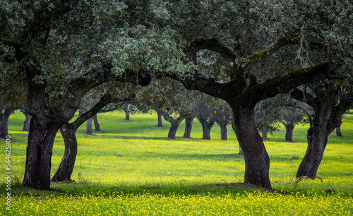 Photography Typical landscape in the Alentejo  oak forests and colorful meadows