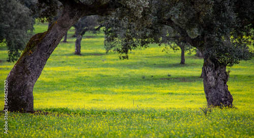 Typical landscape in the Alentejo oak forests and colorful meadows