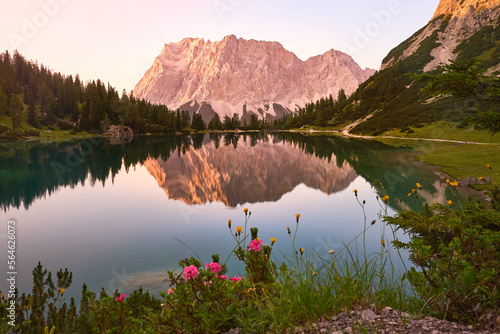 Wettersteinmassiv im Alpenglühen mit Alpenrosen am Seeebensee bei Ehrwald bei Abendrot mit Spiegelung