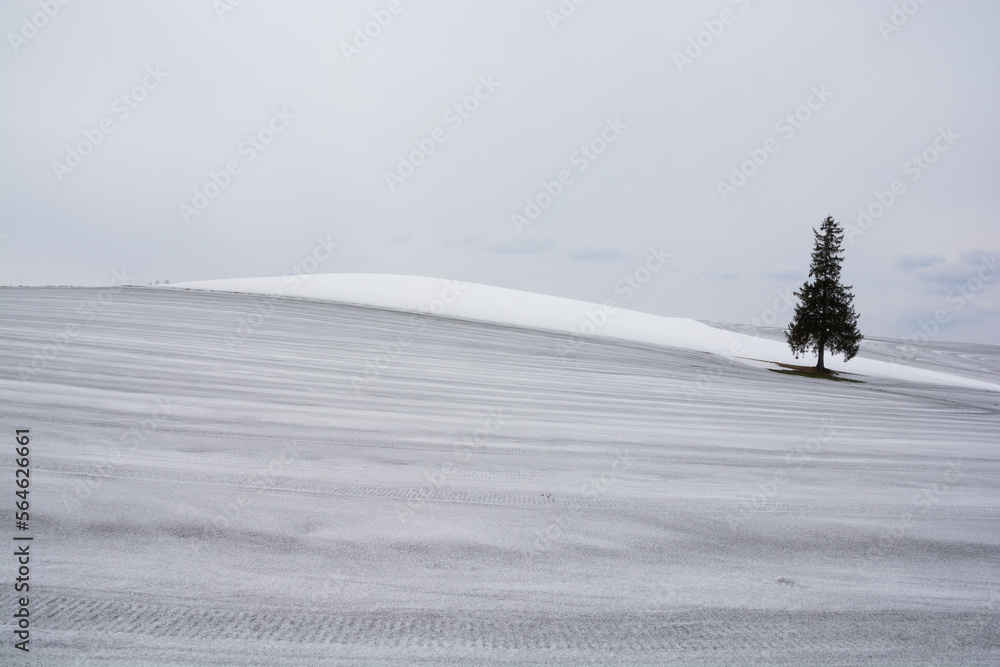 融雪剤がまかれた雪の畑に立つマツの木 美瑛町
