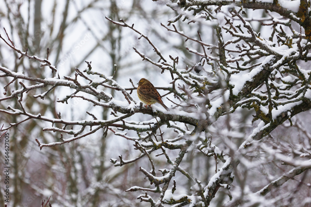Bunting bird sits on tree branches Bunting bird sits on tree branches