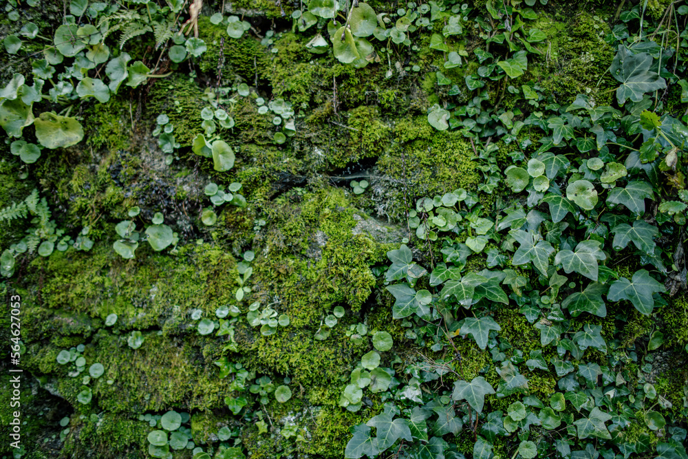 background of vegetation, moss and stone