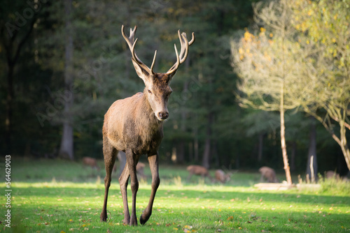 Stag in the field on forest background