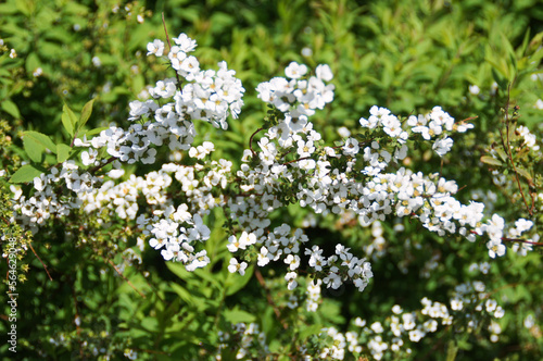 small white flowers in spring