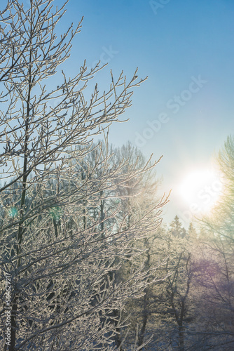 snow covered trees