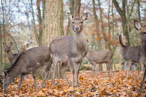 Sika deer herd in colorful autumn forest  © David Daniel