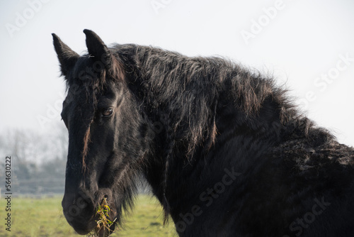 Black Friesian  horse  eating green grass