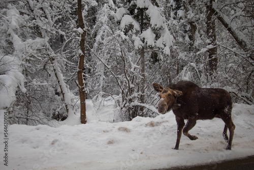 Moose in the snow
