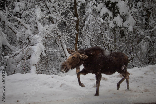 Moose in the canyon