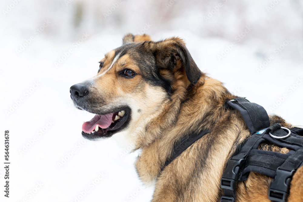 Hundeportrait im Schnee Hundeportrait im Schnee