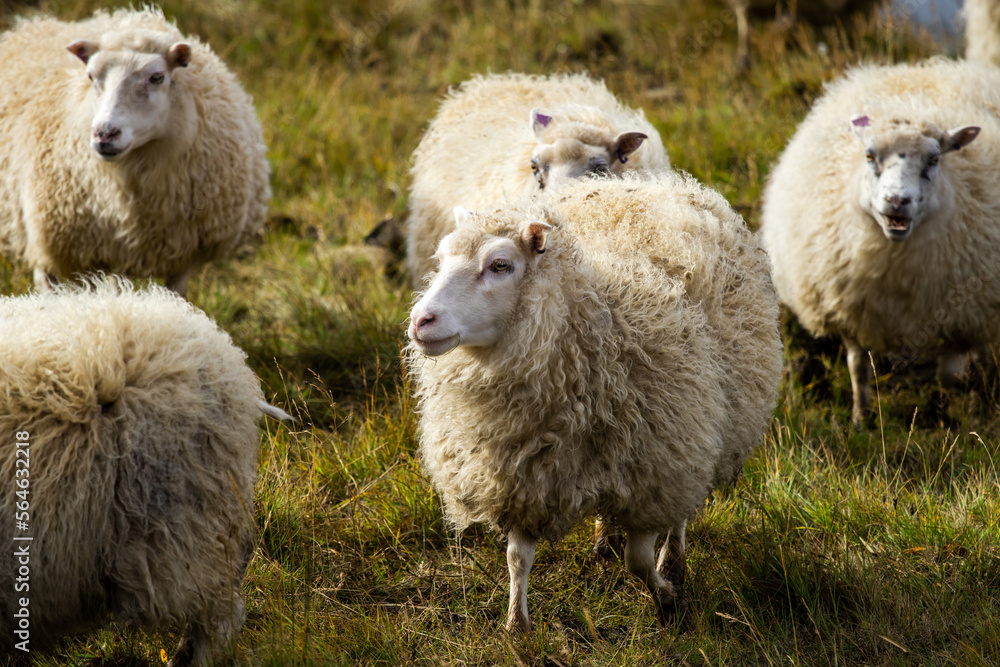 Icelandic Sheep Graze at the Mountain Meadow near Ocean Coastline, Domestic Animal in Iceland