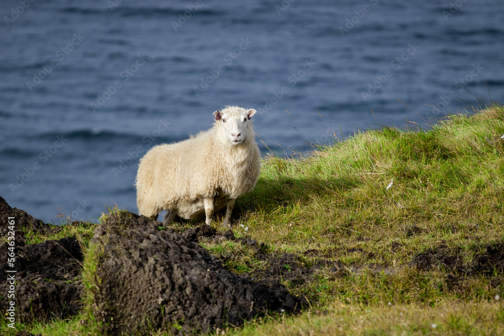 Icelandic Sheep Graze at the Mountain Meadow near Ocean Coastline, Domestic Animal in Iceland Icelandic Sheep Graze at the Mountain Meadow near Ocean Coastline, Domestic Animal in Iceland