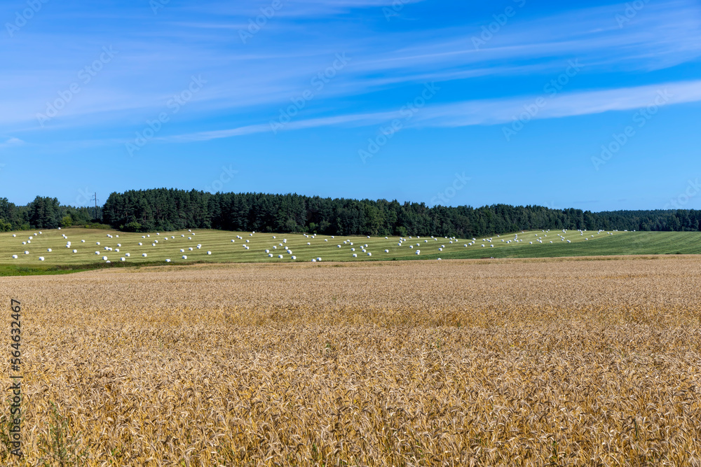 Fields with ripening unripe wheat