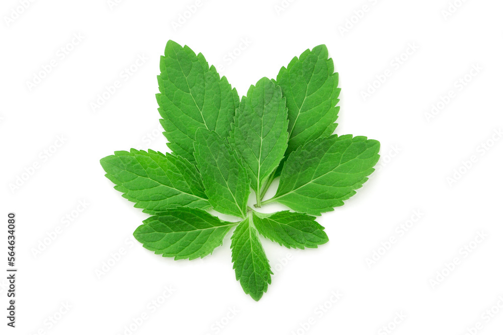 Group spare mint leaf isolated on white background , top view , flat lay. Group spare mint leaf isolated on white background , top view , flat lay.