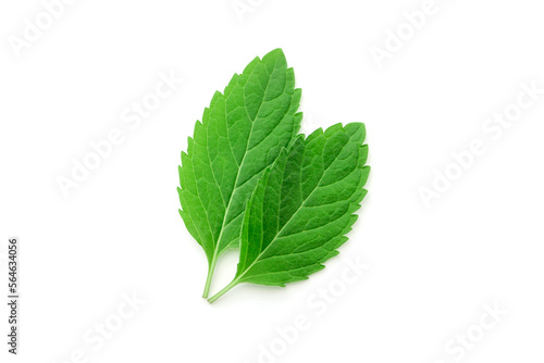 Spare mint two leaf isolated on white background.