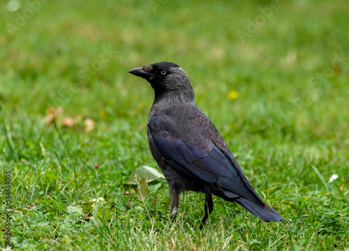 blackbird on the grass © niklas storm