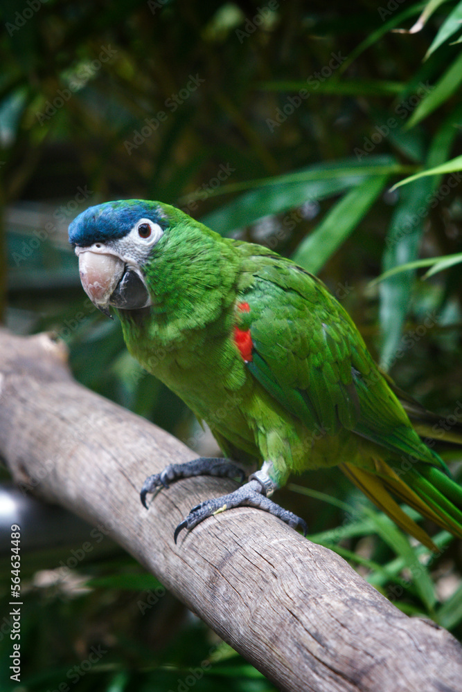 Obraz premium green parrot over branch